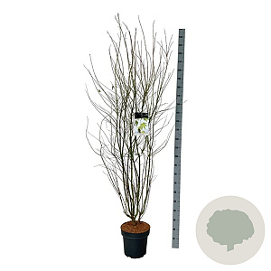 Acer palmatum 125-150 cm 15L