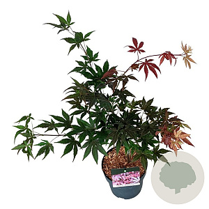 Acer pal. 'Atropurpureum' 40-50 cm P21