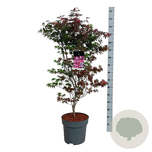 Acer pal. 'Atropurpureum' 100-125 cm 14L