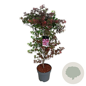 Acer pal. 'Atropurpureum' 100-125 cm 14L