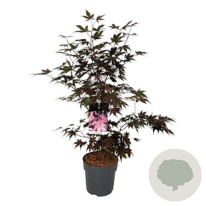 Acer pal. 'Bloodgood' 60-80 cm 10L