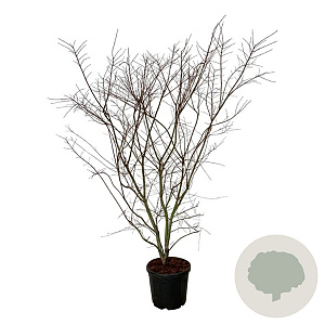 Acer pal. Brown Sugar 170-200 cm cont. 55L extra