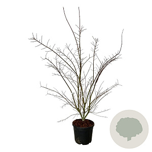 Acer pal. Brown Sugar 225-250 cm cont. 55L extra