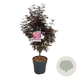 Acer pal. 'Skeeter's Broom' 60-80 cm 10L