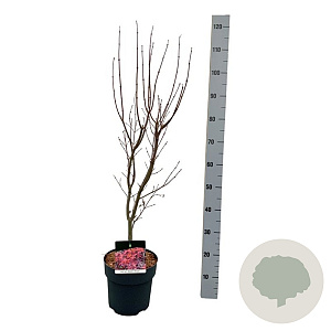 Acer pal. 'Skeeter's Broom' 60-80 cm