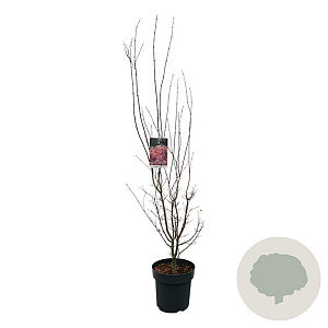 Acer pal. 'Skeeter's Broom' 125-150 cm 14L