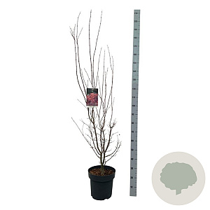 Acer pal. 'Skeeter's Broom' 125-150 cm 14L