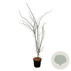 Acer pal. 'Summer Gold' 125-150 cm 15L