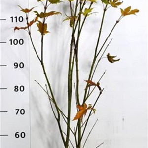 Acer pal. 'Summer Gold' 125-150 cm 15L