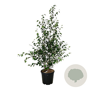 Betula utilis jacquemontii 175-200 cm 30L extra