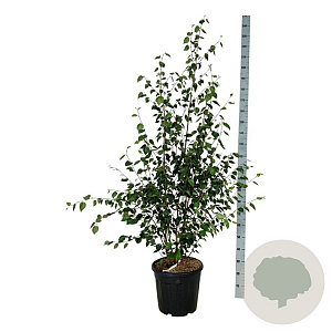 Betula utilis jacquemontii 175-200 cm 30L extra