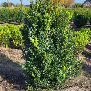 Buxus sempervirens 60-80 cm met kluit struik