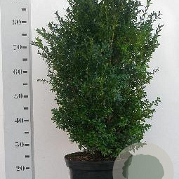 Buxus sempervirens 60-80 cm 10L