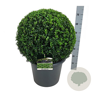 Buxus sempervirens 50-55 cm 26L bol