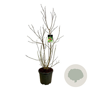 Calycanthus r. 'Aphrodite' 125-150 cm 30L extra