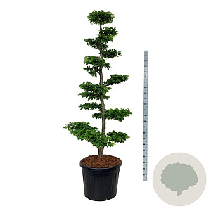 Carpinus betulus 175-200 cm cont. 90L bonsai