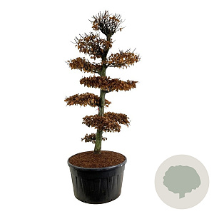 Carpinus betulus 250-300 cm cont. 500L bonsai