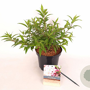Delphinium 'Turkish Delight' 25-30 cm 3,0L