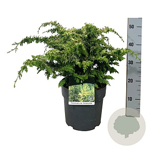 Chamaecyparis o. 'Fernspray Gold' 40-50 cm 6L
