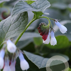 Symphytum grand. 'Wisley Blue' GM P9