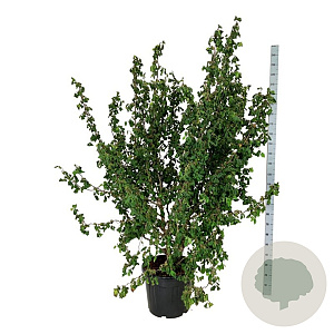 Corylus a. Medusa 150-175 cm cont. 55L extra