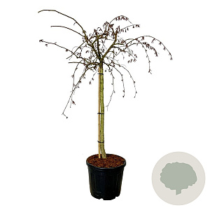 Corylus a. Purple Umbrella 120 cm stam cont. 55L extra