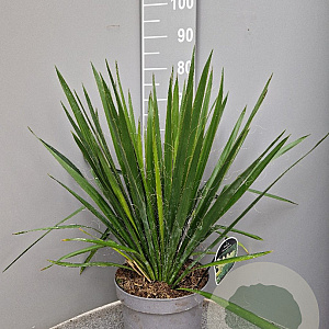 Yucca filamentosa 50-60 cm 7,5L
