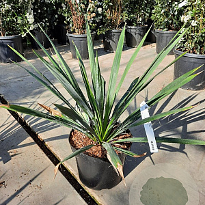 Yucca filamentosa 50-60 cm 7,5L