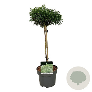 Cryptomeria j. 'Toad' 40 cm stam 4,5L