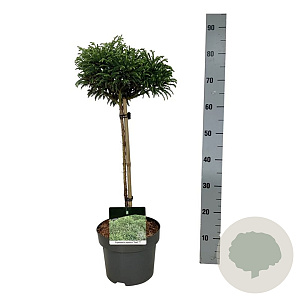 Cryptomeria j. 'Toad' 40 cm stam 4,5L