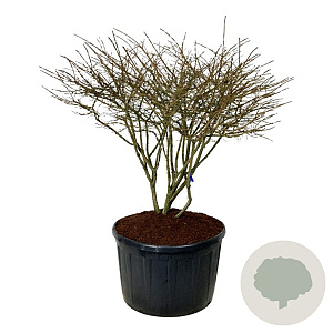 Euonymus alatus 120-150 cm cont. 285L