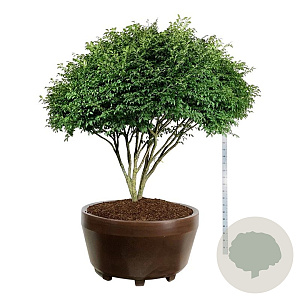 Euonymus alat. 'Compactus' 175-200 cm eigen wortel scherm bronze