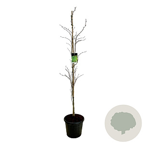 Fagus syl. 'Dawyck' 175-200 cm 30L extra