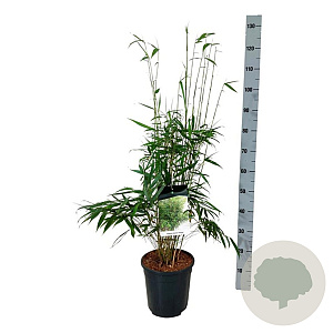 Fargesia robusta 'Pingwu' 80-100 cm 6L