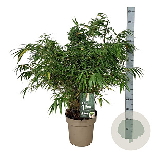 Fargesia robusta 'Wenchuan' 80-100 cm 14L