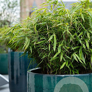 Fargesia robusta 'Wenchuan' 80-100 cm 14L