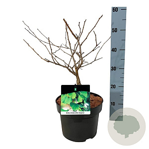 Ginkgo bil. Little Emperor 30-40 cm 5,0L
