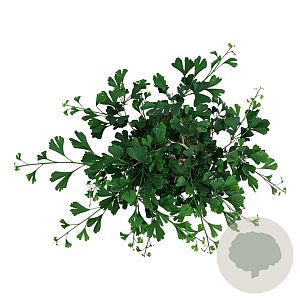 Ginkgo bil. Little Emperor 30-40 cm 5,0L