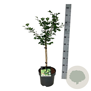 Ginkgo bil. Little Emperor 40 cm stam 5,0L