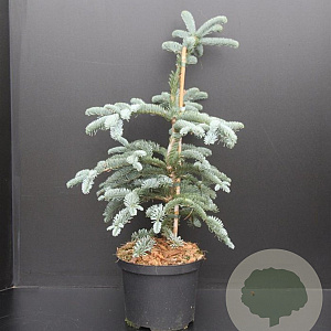 Abies procera 'Glauca' 40-50 cm 5,0L
