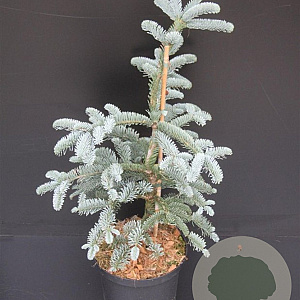 Abies procera 'Glauca' 40-50 cm 5,0L