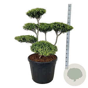 Ilex crenata 80-100 cm cont. 90L bonsai