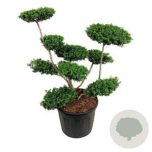 Ilex crenata 'Convexa' 80-100 cm cont. 70L bol