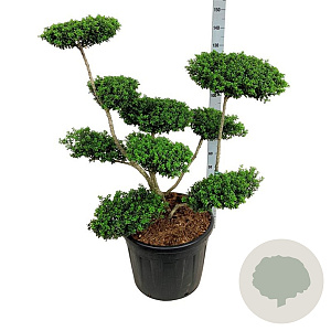 Ilex crenata 'Convexa' 80-100 cm cont. 70L bol