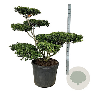 Ilex crenata 'Convexa' 80-100 cm cont. 90L bonsai