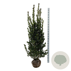 Ilex meserv. Heckenblau 175-200 cm met kluit extra