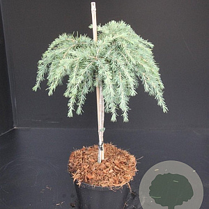 Cedrus deod. 'Feelin' Blue' 40 cm stam 10L