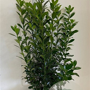 Ilex meserv. 'Heckenpracht' 60-80 cm met kluit