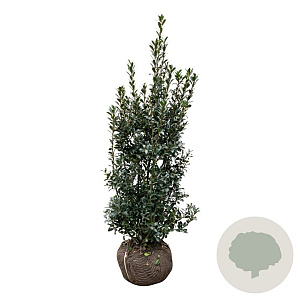 Ilex meserv. 'Heckenpracht' 125-150 cm met kluit extra