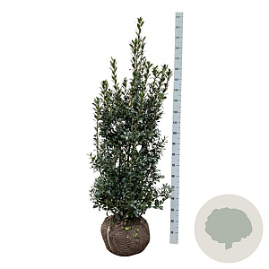 Ilex meserv. 'Heckenpracht' 125-150 cm met kluit extra